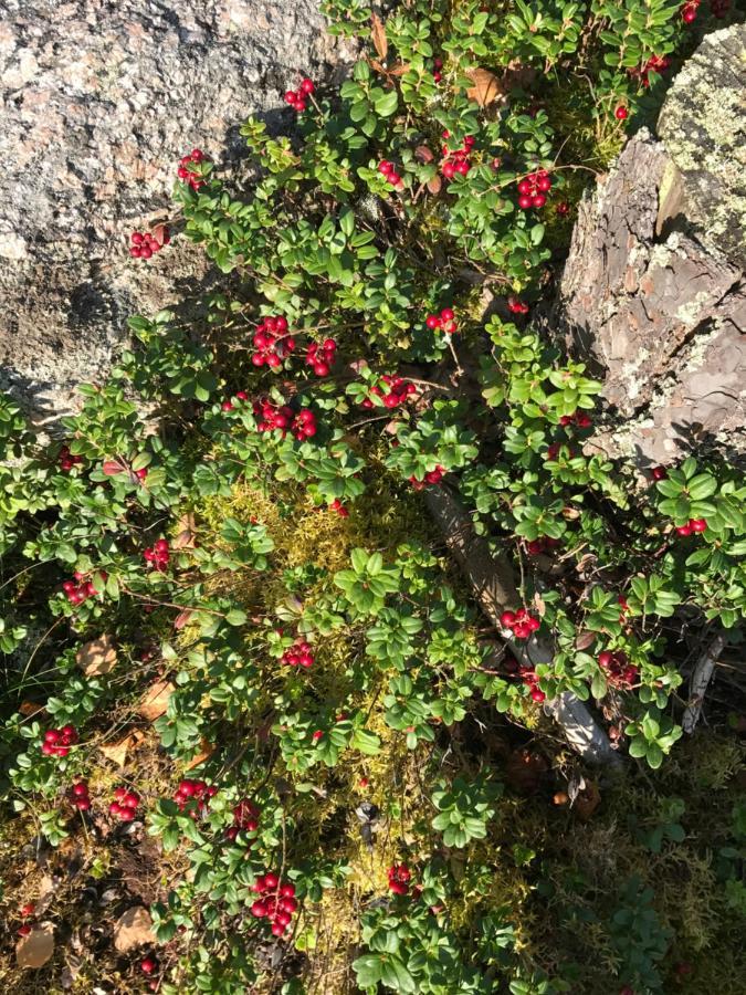 Suvituuli | Paajoen Vuokramoekit Villa Himos Dış mekan fotoğraf